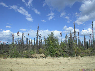 burned-woods-verbrannter-Wald-Klondike-Highway-to-Dwason-City-Yukon-Canada-Kanada-DSCN0630.jpg