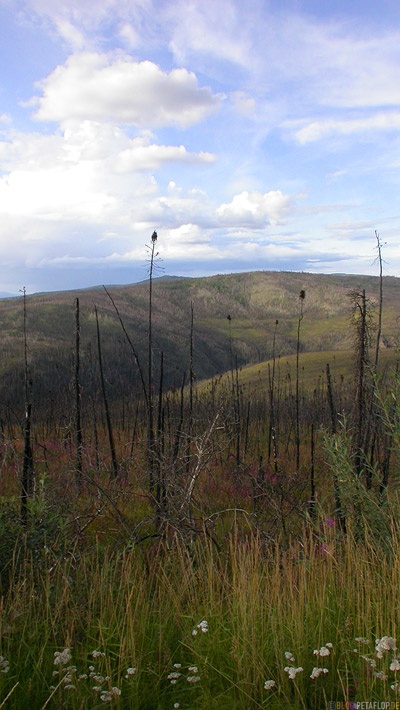 burned-woods-Waldbrand-Scenery-Taylor-Highway-Alaska-USA-DSCN0877.jpg