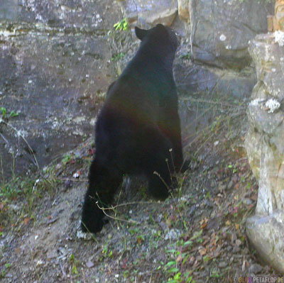 climbing-kletternder-Black-Bear-blackbear-Schwarzbaer-Highway-37a-Stewart-BC-British-Columbia-Canada-Kanada-DSCN2595.jpg