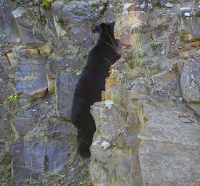 climbing-kletternder-Black-Bear-blackbear-Schwarzbaer-Highway-37a-Stewart-BC-British-Columbia-Canada-Kanada-DSCN2596.jpg