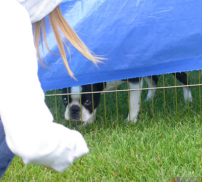 Dog-Show-Competition-Hundeschau-Boston-Terrier-Palmer-Alaska-USA-DSCN1480.jpg