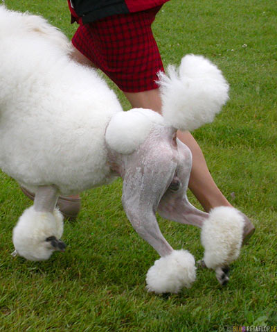 Dog-Show-Competition-Hundeschau-poodle-ass-Pudel-Arsch-Palmer-Alaska-USA-DSCN1409.jpg