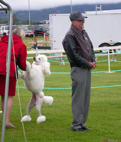 Dog-Show-Competition-Hundeschau-poodle-Pudel-Palmer-Alaska-USA-DSCN1406.jpg