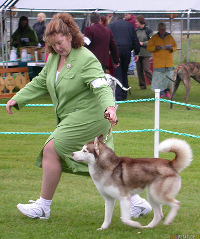 Dog-Show-Competition-Hundeschau-Wettkampf-Husky-Palmer-Alaska-USA-DSCN1431.jpg