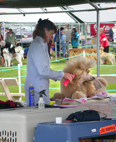 Dog-Show-Competition-Hundeschau-Wettkampf-poodle-hairdressing-Pudel-frisieren-Palmer-Alaska-USA-DSCN1479.jpg