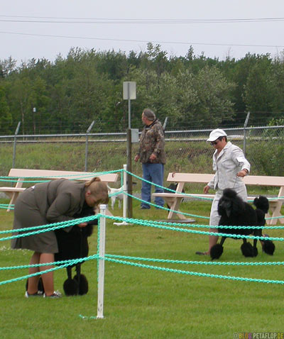 Dog-Show-Competition-Hundeschau-Wettkampf-poodle-Pudel-Palmer-Alaska-USA-DSCN1426.jpg