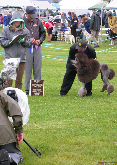 Dog-Show-Competition-Hundeschau-Wettkampf-poodle-Pudel-Palmer-Alaska-USA-DSCN1475.jpg