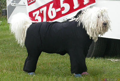 Dog-Show-Competition-Hundeschau-Wettkampf-poodle-Puli-Alaska-USA-DSCN1467.jpg