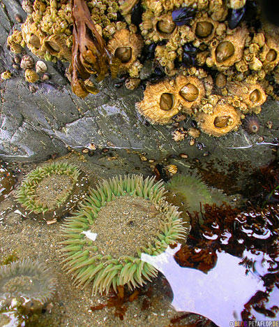 Giant-Green-Anemone-Gruene-Seeanemone-Pacific-Rim-National-Park-near-Tofino-Beach-Vancouver-Island-BC-British-Columbia-Canada-Kanada-DSCN3121.jpg