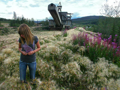 Gras-grass-Fireweed-old-Gold-Dredge-Gold-Baggerschiff-Chicken-Taylor-Highway-Alaska-DSCN0913.jpg