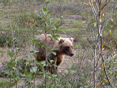 Grizzly-Bear-Baer-Braunbaer-Grizzlybaer-Brown-Bear-Fish-Creek-Shuttle-Bus-Denali-National-Park-Nationalpark-Alaska-USA-DSCN1200.jpg