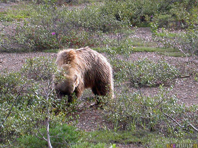 Grizzly-Bear-Baer-Braunbaer-Grizzlybaer-Brown-Bear-Fish-Creek-Shuttle-Bus-Denali-National-Park-Nationalpark-Alaska-USA-DSCN1206.jpg