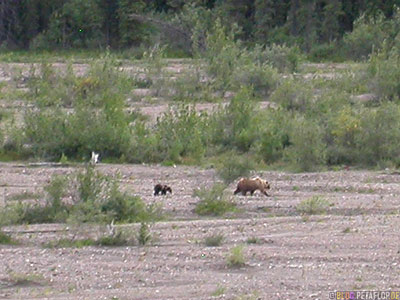 Grizzly-Bear-with-Cub-Baer-Braunbaer-Grizzlybaer-Baerin-mit-Jungem-Baerenjunges-Brown-Bear-Fish-Creek-Shuttle-Bus-Denali-National-Park-Nationalpark-Alaska-USA-DSCN1248.jpg