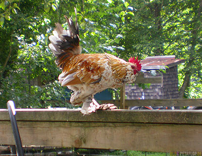 Hahn-Cock-Hall-Way-Veranda-Innenhof-Ripley-Creek-Inn-Stewart-British-Columbia-BC-Canada-Kanada-DSCN2401.jpg