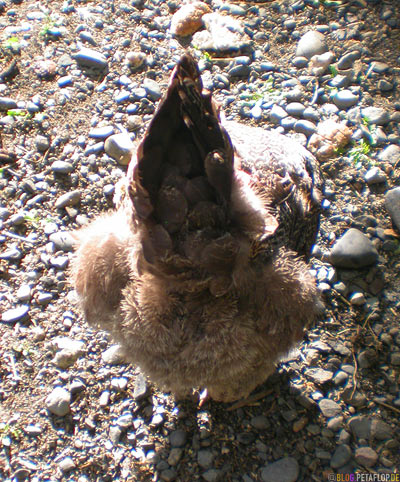 Huehnerhintern-Chicken-butt-toaster-museum-Ripley-Inn-Hotel-Motel-Stewart-BC-British-Columbia-Canada-kanada-DSCN2402.jpg