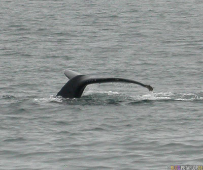 Humpback-whale-fluke-Buckelwal-Walschwanzflosse-Stan-Stephens-Glacier-Cruise-Prince-William-Sound-Valdez-Alaska-USA-DSCN1635.jpg