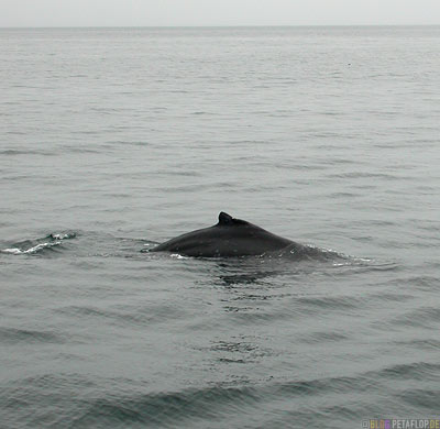 Humpback-whale-Buckelwal-Stan-Stephens-Glacier-Cruise-Prince-William-Sound-Valdez-Alaska-USA-DSCN1659.jpg