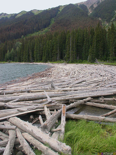 Logs-Tree-Trunks-Baumstaemme-See-Lake-BC-British-Columbia-Canada-Kanada-DSCN2861.jpg