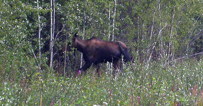 Moose-Elch-Wrangell-St-Elias-National-Park-McCarthy-Road-Alaska-USA-DSCN1906.jpg