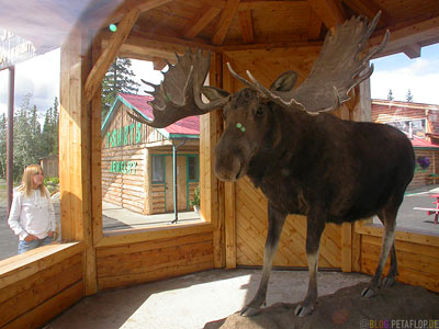 Mounted-Moose-ausgestopfter-Elch-Visitor-Information-Gift-Shop-Tok-Alaska-USA-DSCN2185.jpg