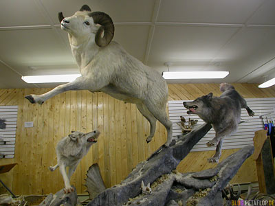 Mounted-wolve-bighorn-sheep-ausgestopft-Wolf-Dickhornschaf-Visitor-Information-Gift-Shop-Tok-Alaska-USA-DSCN2186.jpg