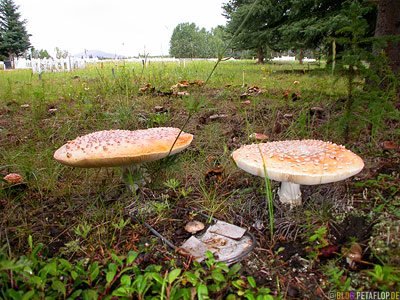 Mushrooms-fly-agaric-Pilze-FiegenpilzeFriedhof-Cemetary-Haines-Junction-Yukon-Canada-DSCN2231.jpg