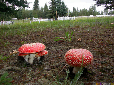 Mushrooms-fly-agaric-Pilze-FiegenpilzeFriedhof-Cemetary-Haines-Junction-Yukon-Canada-DSCN2233.jpg