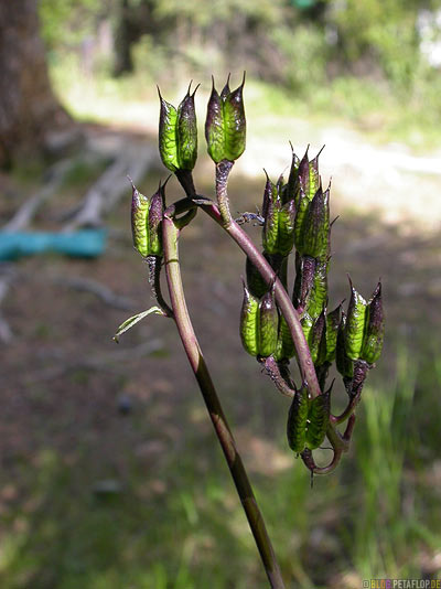 odd-plant-merkwuerdige-Pflanze-Savage-River-Campground-Campingplatz-Denali-National-Park-Nationalpark-Alaska-USA-DSCN1299.jpg