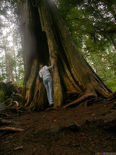 Rainforest-Pacific-Rim-National-Park-near-Tofino-Vancouver-Island-BC-British-Columbia-Canada-Kanada-DSCN3176.jpg