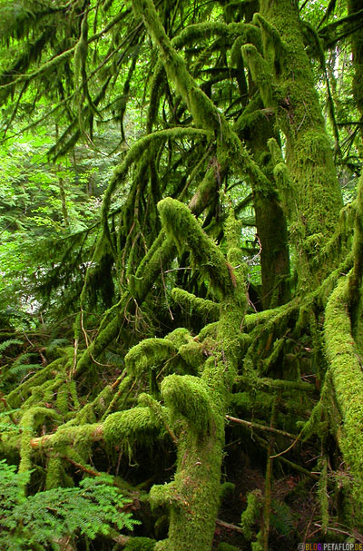 Rainforest-Regenwald-Mac-Millan-Provincial-Park-Cathedral-Grove-Vancouver-Island-BC-British-Columbia-Canada-Kanada-DSCN2960.jpg