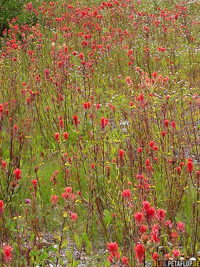 red-Flowers-rote-Blumen-Cassiar-British-Columbia-BC-Canada-Kanada-DSCN2324.jpg