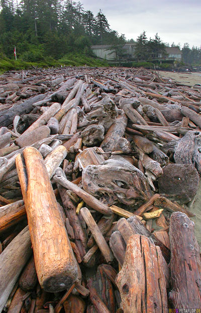 Sea-Logs-Strandgut-Treibgut-Pacific-Rim-National-Park-near-Tofino-Beach-Floatsam-Vancouver-Island-BC-British-Columbia-Canada-Kanada-DSCN3101.jpg