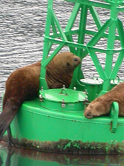 Seeloewen-Sea-Lions-Buoy-Boje-Stan-Stephens-Glacier-Cruise-Prince-William-Sound-Valdez-Alaska-USA-DSCN1805.jpg