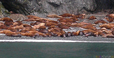 Seeloewen-Sea-Lions-Stan-Stephens-Glacier-Cruise-Prince-William-Sound-Valdez-Alaska-USA-DSCN1622.jpg