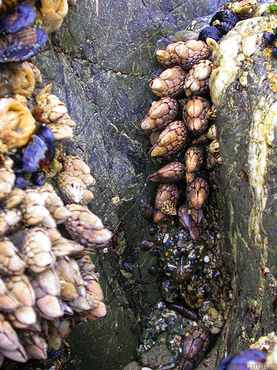 Shells-Pacific-Rim-National-Park-near-Tofino-Beach-Vancouver-Island-BC-British-Columbia-Canada-Kanada-DSCN3115.jpg