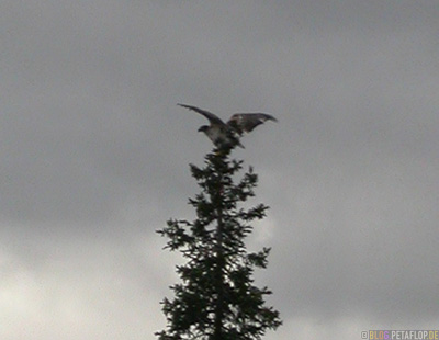 young-Eagle-junger-Adler-Denali-Alaska-USA-DSCN1331.jpg