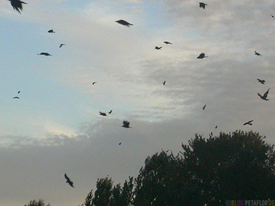 Alfred-Hitchcock-The-Birds-Die-Voegel-Seattle-Washington-USA-DSCN3698.jpg