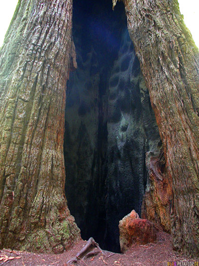 burnt-tree-by-lightning-stroke-verbrannter-Baum-Blitzschlag-Blitz-eingeschlagen-Redwoods-Redwood-National-Park-California-Kalifornien-USA-DSCN4214.jpg