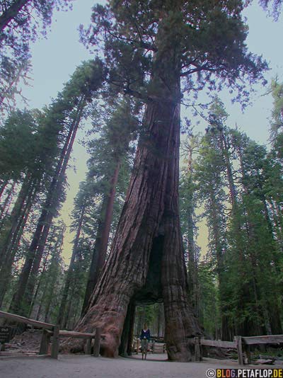 California-Tree-Durchfahrt-gate-hole-Loch-sequoia-redwood-redwoods-Mammutbaum-Mammutbaeume-Yosemite-National-Park-Nationalpark-California-Kalifornien-USA-DSCN5100.jpg