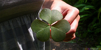 cloverleaf-Kleeblatt-Redwood-National-Park-California-Kalifornien-USA-DSCN4099.jpg