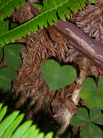 cloverleaf-Kleeblatt-Redwood-National-Park-California-Kalifornien-USA-DSCN4127.jpg