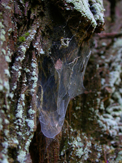 cobwebbed-cobweb-spider-web-Spinnweben-Redwoods-Redwood-National-Park-California-Kalifornien-USA-DSCN4171.jpg