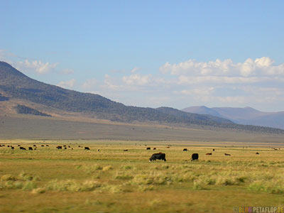 Cows-Cattle-Vieh-Rinder-Kuehe-Highway-395-Sierra-Nevada-California-USA-DSCN4852.jpg