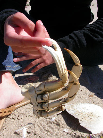 Finds-Fundstuecke-Krabbe-Krebs-Crab-Beach-Dunes-City-Strand-Oregon-Coast-USA-DSCN3994.jpg