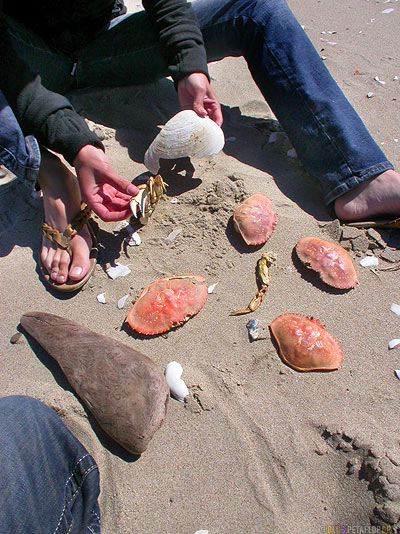 Finds-Fundstuecke-Krabben-Krebse-Crabs-Beach-Dunes-City-Strand-Oregon-Coast-USA-DSCN3991.jpg