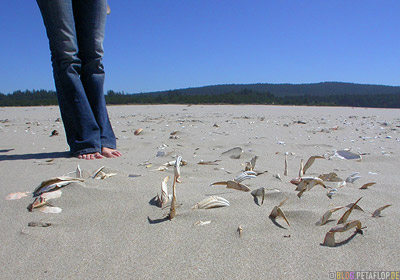 Finds-Fundstuecke-Krabben-Krebse-Crabs-Beach-Dunes-City-Strand-Oregon-Coast-USA-DSCN4010.jpg