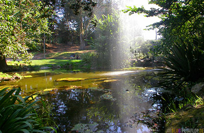 Fountain-Lake-Fontaene-See-Golden-Gate-Park-SF-San-Francisco-California-Kalifornien-USA-DSCN5127.jpg