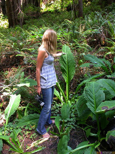 Giant-spinach-Riesen-Spinat-corn-salad-riesiger-Feldsalat-Redwoods-Redwood-National-Park-California-Kalifornien-USA-DSCN4210.jpg