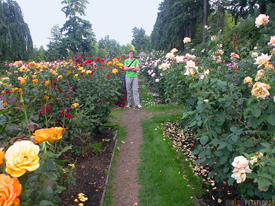 Portland Rose Garden on In The International Rose Test Garden  Portland  Every Year New