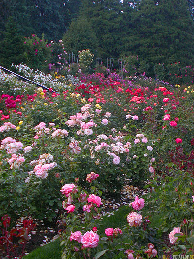 International-Rose-Test-Gardens-Portland-Oregon-USA-DSCN3813.jpg